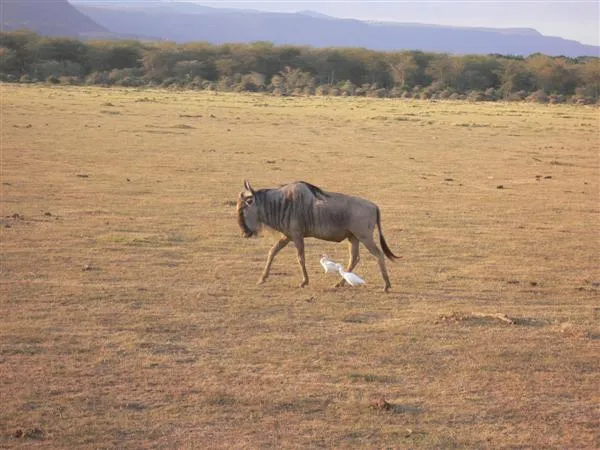 wildebeest