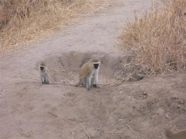 Vervet Monkey