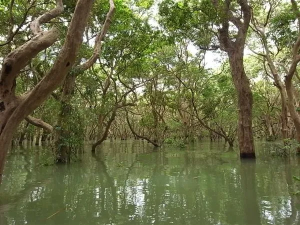 Flooded Forest