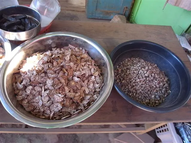 Betel Nut