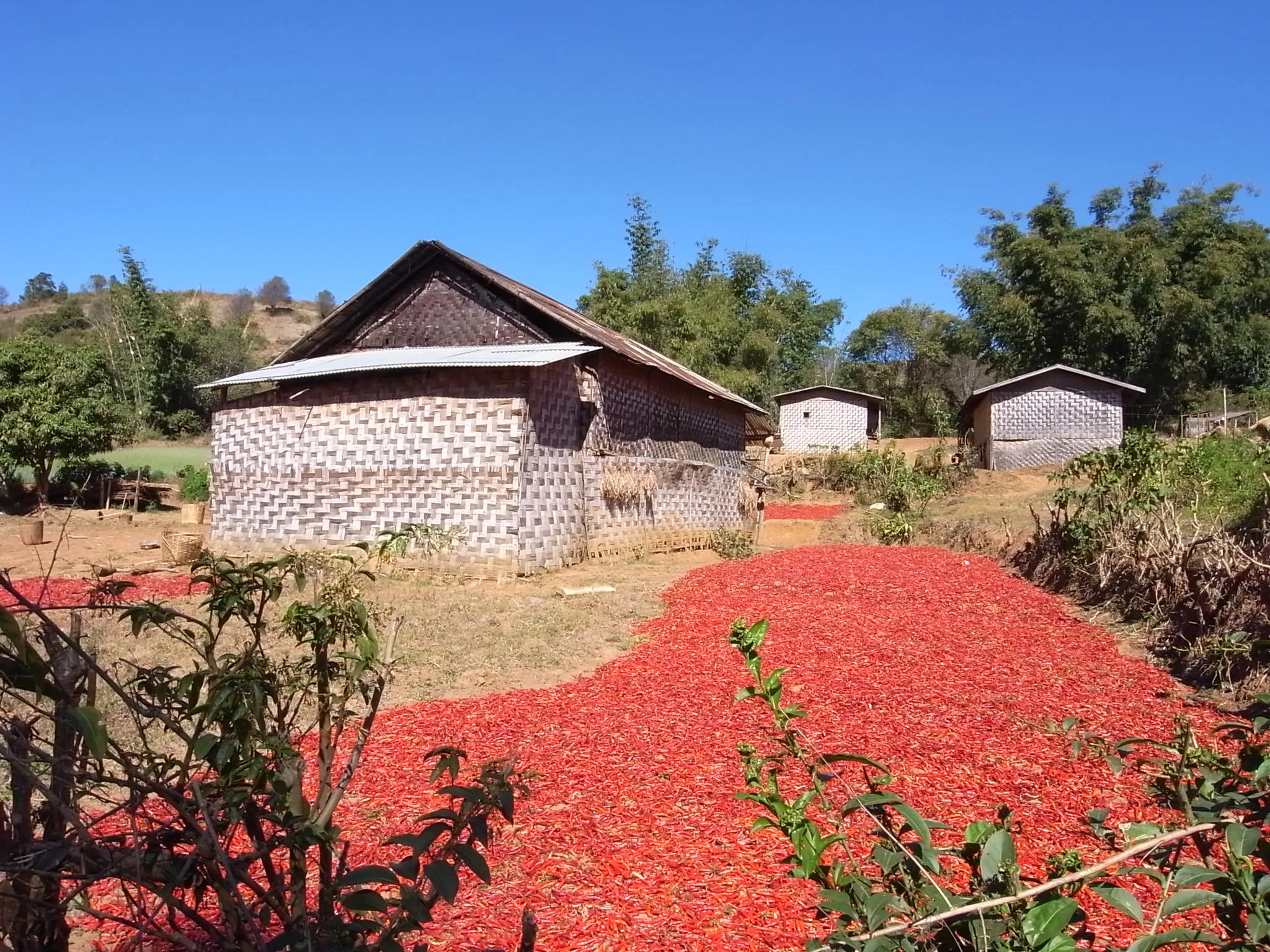滿地 chilli