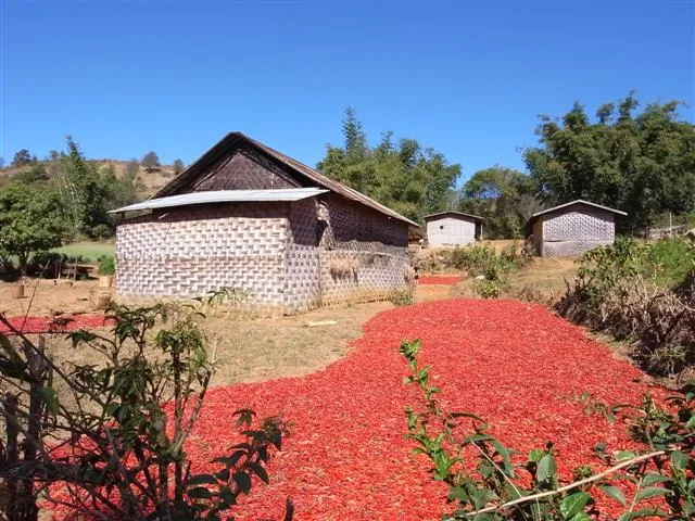 滿地 chilli