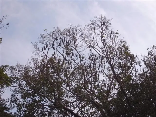 蝙蝠